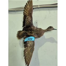 Professionally taxidermied duck mount