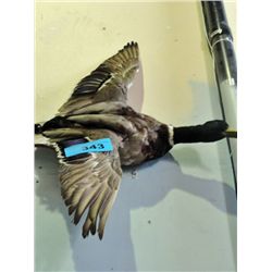 Professionally taxidermied duck mount