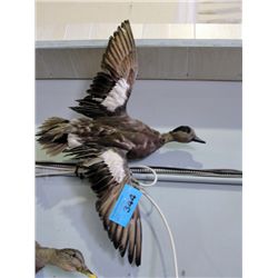 Professionally taxidermied duck mount