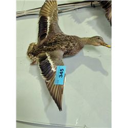 Professionally taxidermied duck mount
