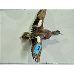 Professionally taxidermied duck mount