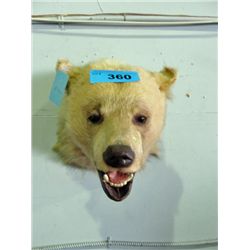 Professionally taxidermied hyena head mount