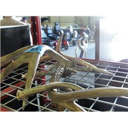 Group of 6 assorted deer antlers