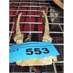 Small deer antler set