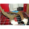 Image 1 : Small moose antler set