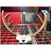 Image 1 : Deer antler set