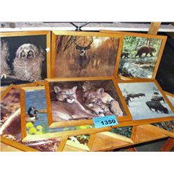 Large collection of framed animal pictures