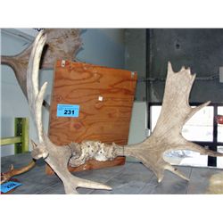 Set of moose antlers mounted on board