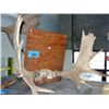 Image 1 : Set of moose antlers mounted on board