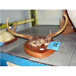 Small set of deer antlers