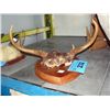 Image 1 : Small set of deer antlers