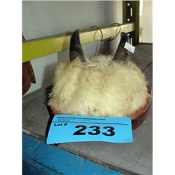 Small set of goat horns