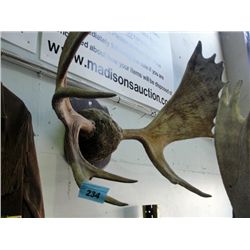 Set of mounted moose horns