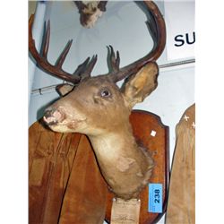 Deer head mount with 1946 big game license