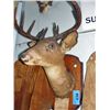 Image 1 : Deer head mount with 1946 big game license