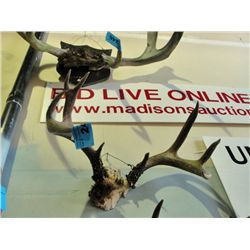 Set of deer antlers
