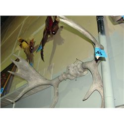 Set of sunbleached moose antlers