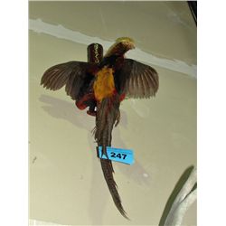 Male pheasant mount