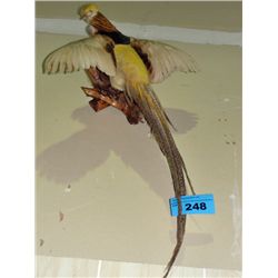 Female pheasant mount