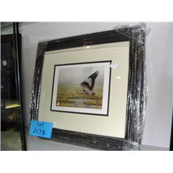 Framed great blue herin print