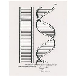 DNA: Watson and Crick