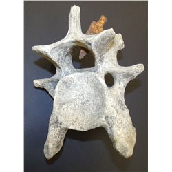 Native American Artifacts: Mammalian Vertebrae with Embedded Arrowhead
