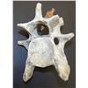 Image 1 : Native American Artifacts: Mammalian Vertebrae with Embedded Arrowhead