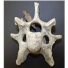 Image 2 : Native American Artifacts: Mammalian Vertebrae with Embedded Arrowhead
