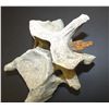 Image 4 : Native American Artifacts: Mammalian Vertebrae with Embedded Arrowhead
