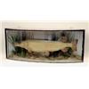Image 1 : A large, taxidermic prize pike, in glazed Cooper bowfronted case with surrounding marine vegetati...
