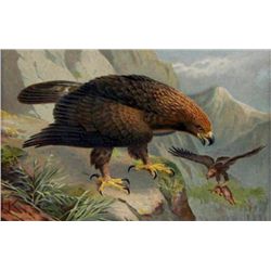 Johannes Gerardus Keulemans, Chromolithograph