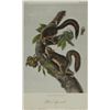 Image 1 : John James Audubon, Lithograph