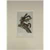 Image 2 : John James Audubon, Lithograph