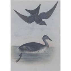 Birds Lithograph