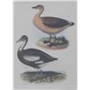 Image 1 : Birds, Lithograph