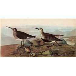 AUDUBON "RED-BACKED SANDPIPER" - 1937 LITHOGRAPH