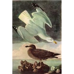 AUDUBON "HERRING GULL" - 1937 LITHOGRAPH