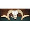 Image 1 : Ram Skull