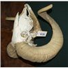 Image 2 : Ram Skull