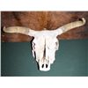 Image 1 : Steer Skull