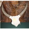 Image 1 : Watusi Skull