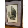 Image 1 : John Gould Eagle Print