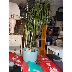 LIVE PLANT - PALM TREE - LARGE