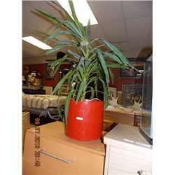 LIVE PLANT - CORN PLANT - LARGE