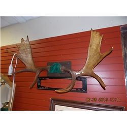 MOOSE ANTLERS