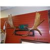 Image 1 : MOOSE ANTLERS