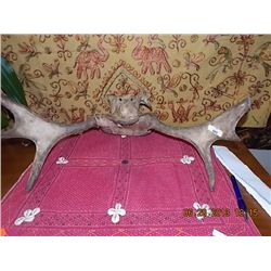 MOOSE ANTLERS