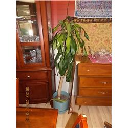 LIVE PLANT - CORN PLANT