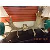 Image 1 : MOOSE ANTLERS