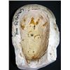Image 4 : Tim Robbins Lifecast
